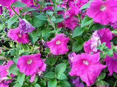 芋艿煲-阿英煲(凉城路店)