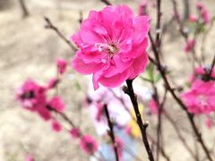 -南国桃园旅游度假区