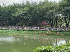 -广州长隆飞鸟乐园