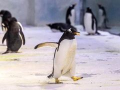 -芜湖新华联大白鲸海洋公园