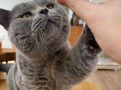 -有猫主题·治愈系猫咖(曾厝垵店)