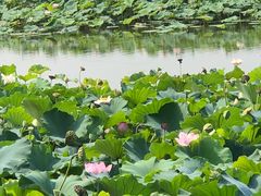 -荷塘月色湿地公园·向阳花洲