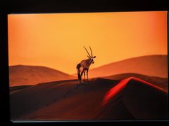 -罗红摄影艺术馆