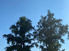 -千年银杏谷文化旅游区