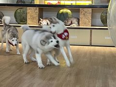 -Husky Go! 哈士奇体验馆·宠物咖啡厅狗咖