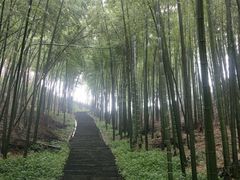 -蔡伦竹海