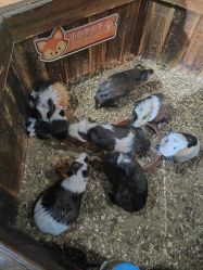 -未来动物城动物主题公园(大悦城店)