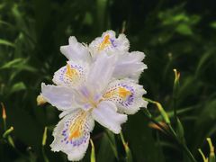 -上海滨江森林公园