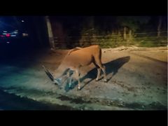 -清迈夜间动物园