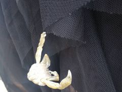 -红树林天天赶海