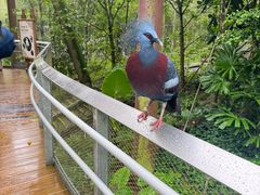 -新加坡飞禽公园