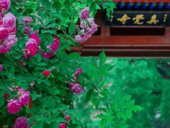 -北京石刻艺术博物馆(五塔寺)