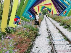 -合肥滨湖国家森林公园