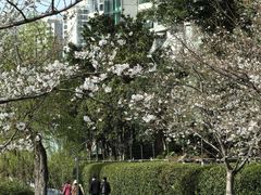 -西北湖绿化广场