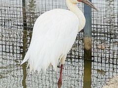 -盐城丹顶鹤湿地生态旅游区