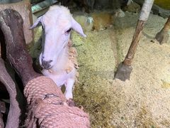 -正佳雨林生态植物园