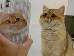 -东方名猫馆·英短金渐层布偶猫舍(环线广场1号楼店)