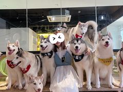 -Husky Go! 哈士奇体验馆·宠物咖啡厅狗咖