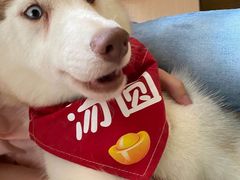 -Husky Go! 哈士奇体验馆·宠物咖啡厅狗咖