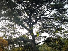 -香山公园