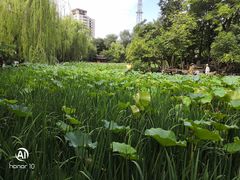 -莲湖公园