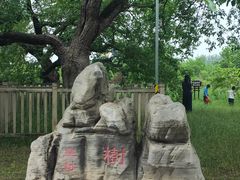 -御林古桑园