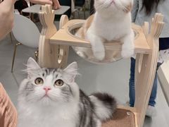 -飞行喵MR PILOT|猫舍·猫咖(静安大融城店)