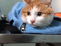 -pd派德宠物中心医院24H急重症·眼科中心·血液透析中心(嵩山北路店)