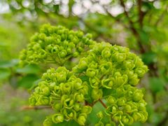 -武汉大学-樱园