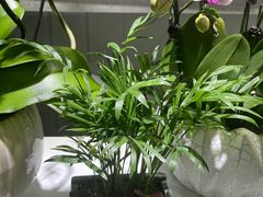 -桂林市花鸟市场