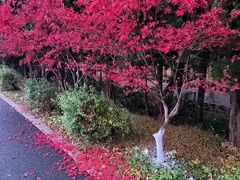 -东平国家森林公园