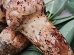 -三锅莊·牦牛肉火锅·香格里拉特色藏餐宴请餐厅(菱角塘路店)