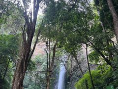 -莫里热带雨林景区