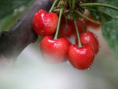 -田趣农庄草莓采摘园