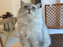 -猫友咖啡店(玉林西路店)