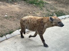 -北京野生动物园