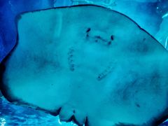 -芜湖新华联大白鲸海洋公园