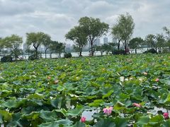 -无锡蠡湖国家湿地公园-蠡园