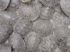 -青石桥花鸟鱼虫市场(叠翠城店)