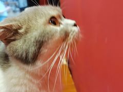 -猫色咖啡·猫咖