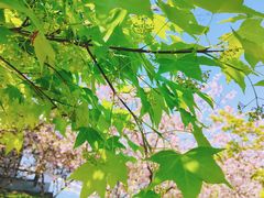 -上海共青森林公园