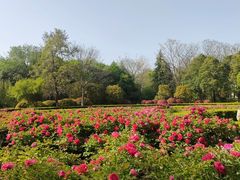 -洛阳市隋唐城遗址植物园
