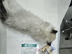 -中农国际动物医院24小时·猫科·骨科·急重症中心
