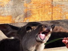 -圣露庄园·露营·烤肉·亲子