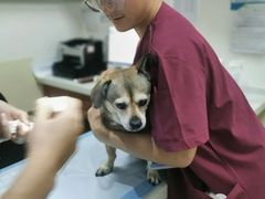 -美联众合动物医院·24h转诊中心