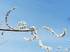 -桃花堤公园