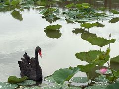 -大湾区中央湿地公园