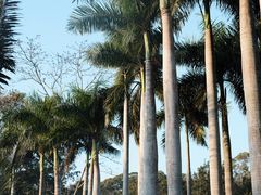 -深圳仙湖植物园