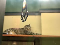 -猫咪博物馆(顶澳仔猫街店)