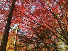 -望天鹅景区